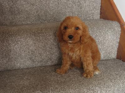 Cockapoo pups in Carlow